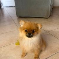 Pomerania linea coreana