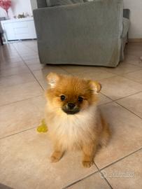 Pomerania linea coreana