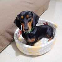 Bassotto tedesco nero focato