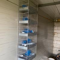 Gabbia 5 piani