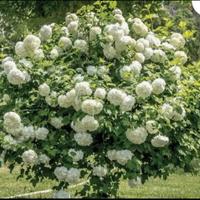 PIANTE VIBURNO OPULUS 