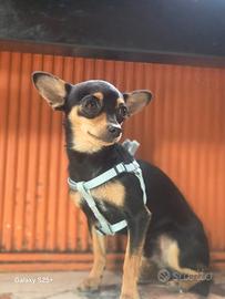 Pincher/chiwawa