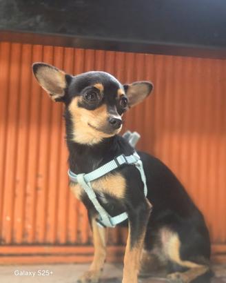 Pincher/chiwawa