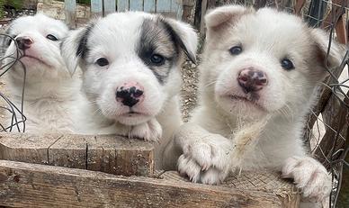 Cuccioli incrocio husky maremmano