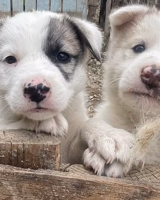 Cuccioli incrocio husky maremmano