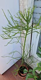 Euphorbia Tirucalli in vaso