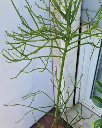 Euphorbia Tirucalli in vaso