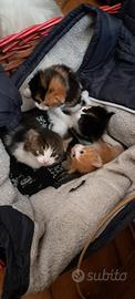 Disponibili ultimi gattini della cucciolata