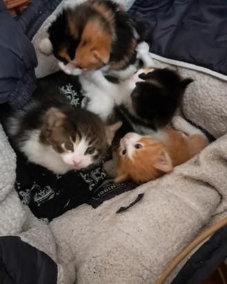Disponibili ultimi gattini della cucciolata