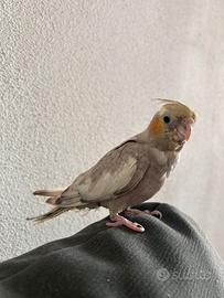 Calopsitta