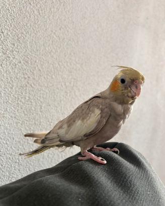 Calopsitta