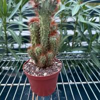 Cactus - Cereus Peruvians mostruoso