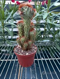 Cactus - Cereus Peruvians mostruoso