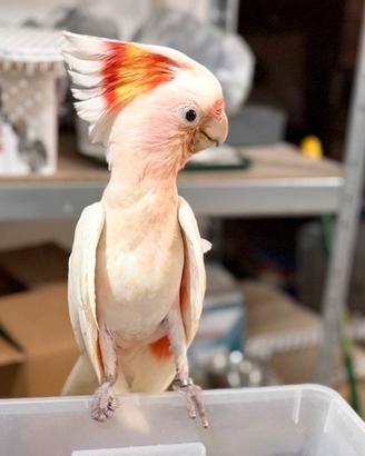 Cacatua leadbeateri