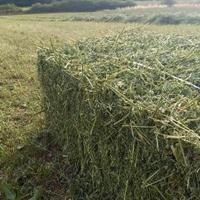 Ballette erba medica