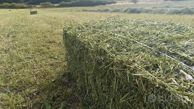 Ballette erba medica