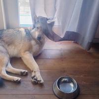 Vendita cane-lupo cecoslovacco