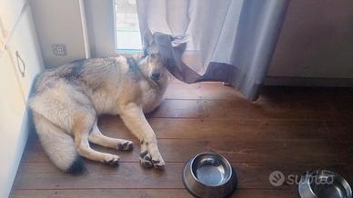 Vendita cane-lupo cecoslovacco