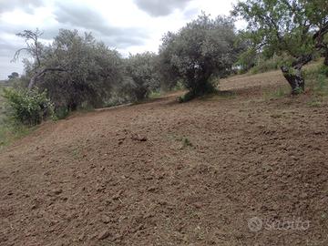 Terreno agricolo