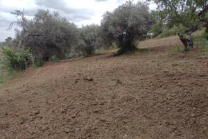 Terreno agricolo