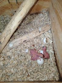 Parrocchetti dal collare