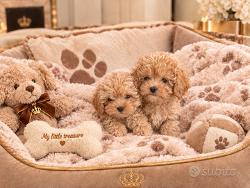 Maltipoo Mini Toy Beige Disponibili Subito