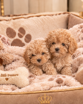 Maltipoo Mini Toy Beige Disponibili Subito