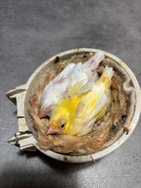 Canarini timbrado bianchi e gialli