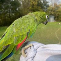 Pappagalli allevati a mano