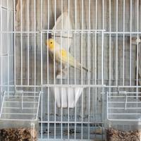 Canarino mosaico giallo 2025