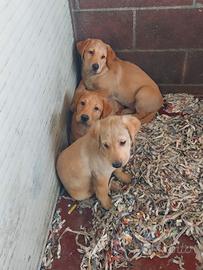 Labrador