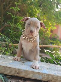 pitbull tricolor 