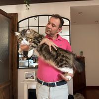 Maine coon maschio per accoppiamento