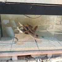 Acquario perfetto condizioni