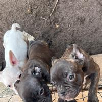 Bulldog Francese esotico