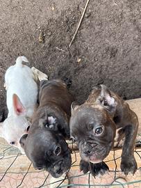 Bulldog Francese esotico