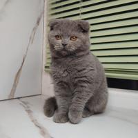 La perfetta principessa scozzese con la VACCINAZIO