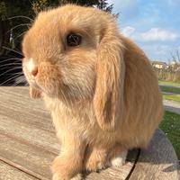 Cucciola minilop