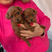 Barboncino Red Brown Mini Toy