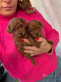 Barboncino Red Brown Mini Toy