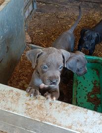 Cuccioli cane corso