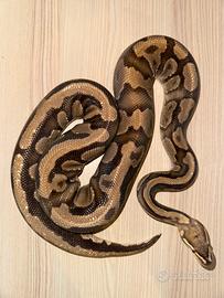 Pitone Reale Maschio Enchi