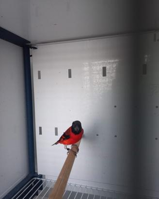 Coppia cardinalini