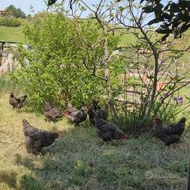 Galline Plymouth Rock Barrate e altro
