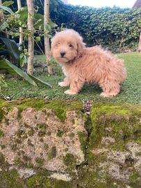 Maltipoo maschio