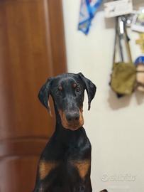 Cucciola Dobermann