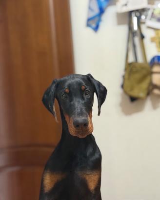 Cucciola Dobermann