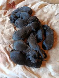 Cuccioli di cane corso