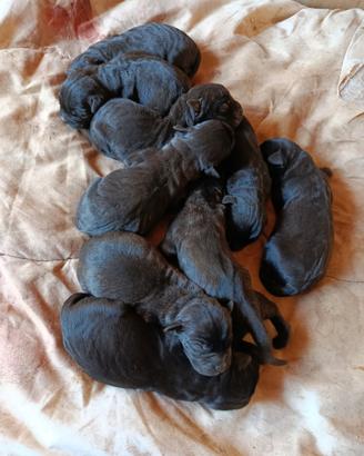 Cuccioli di cane corso