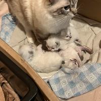 Gattini Ragdol